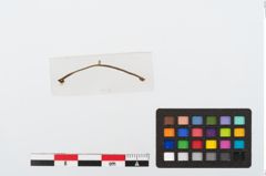 Foto von Goldbandbeschlag (NHMW-PRAE-024611)